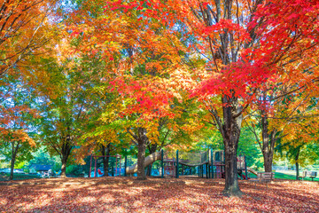 Children's playground with colorful autumn foliage.