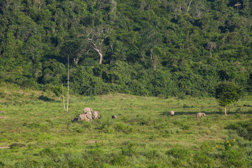 Thai elephant animal in nature at forest