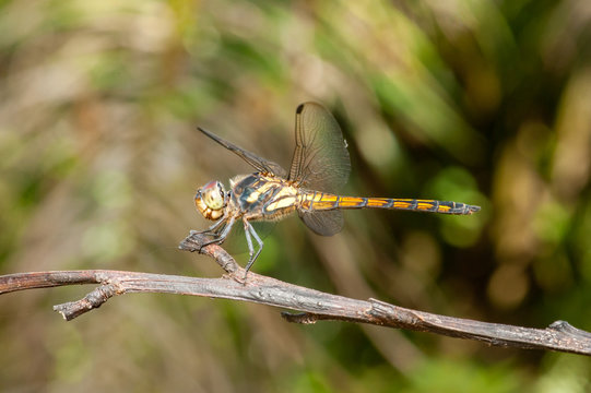 Seaside Dragonlet Dragonfly (Erythrodiplax berenice) on a twig,