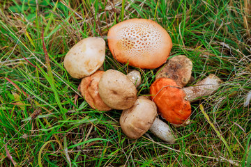 wild mushrooms in the grass
