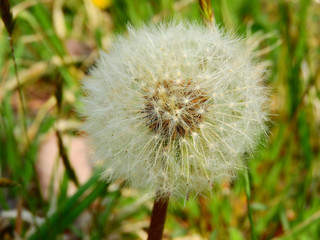 タンポポの綿毛