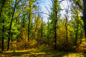 background autumn in the forest