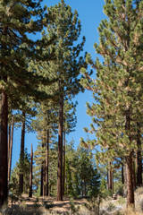 Views from Mount Pinos, California