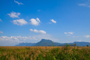 field blue sky and white clouds in nature