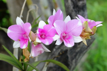 Purple orchids in nature