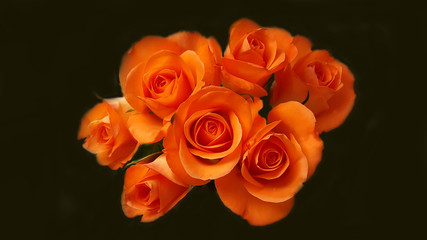 Many orange roses in bunch