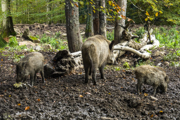 Wildschweine im Wald