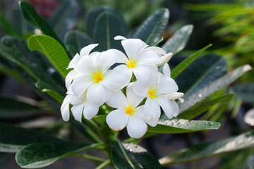 Beautiful white Plumeria on tree in nature