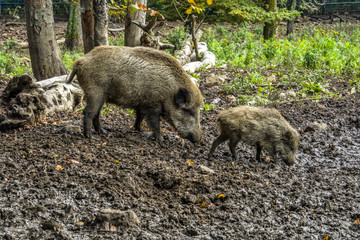 Wilschweine im Wald