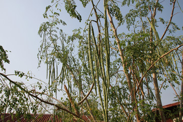 horse radish tree or Moringa oleifera Lam.