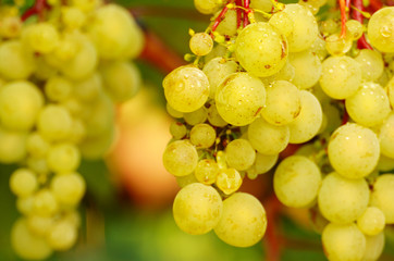 Green grapes on vine