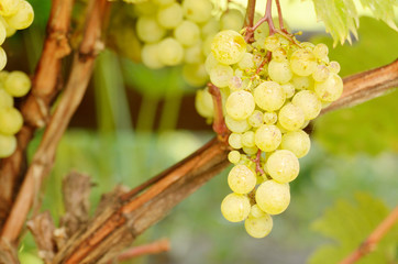 Green grapes on vine