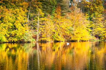 Fototapeta na wymiar Beautiful forest and lake in autumn