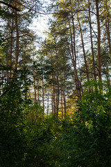 Fototapeta na wymiar background autumn in the forest