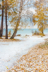 Autumn landscape with yellow birches and snow. Siberia, the coas