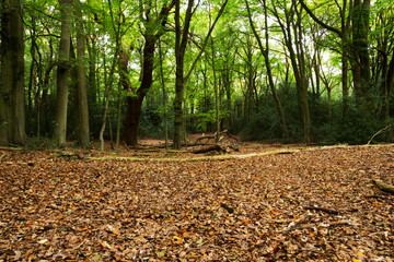 Woodland scene at the start of autumn