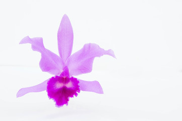 The Purple orchids flower on white background