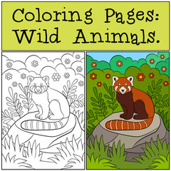 color_example_wild animals_red panda01