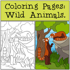 Coloring Pages: Wild Animals. Two little cute red pandas.