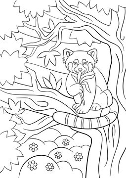 Coloring pages. Little cute red panda eats leaves.
