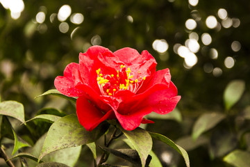 fiore rosso - 124620556