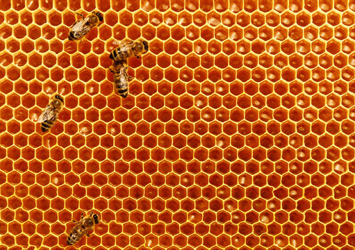 Bees convert nectar into honey and cover it in honeycombs