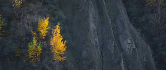 Colorful autumn  forest with birch