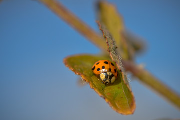 Asiatischer Marienkäfer auf Tour