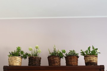 Plants in a row