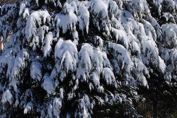 Winter scene with snow