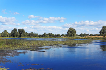 летний пейзаж, река, деревья 