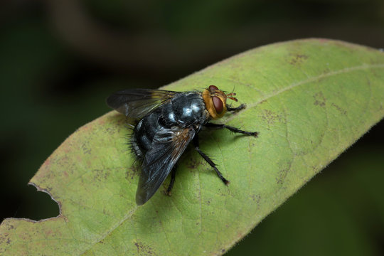 House Fly in Thailand.