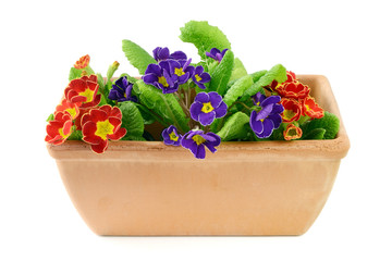 red blue primroses potted in Terracotta pot