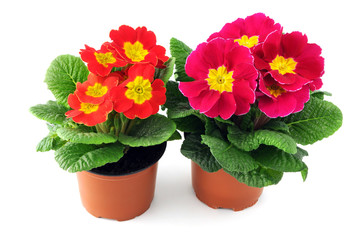 two red pink primroses in flowerpots on isolated background