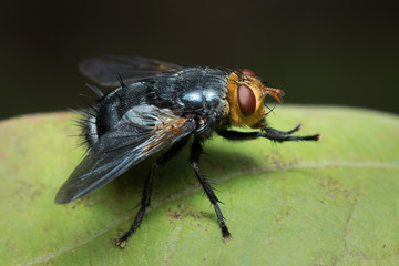 House Fly in Thailand.
