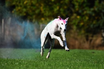 weißer Greyhound rennt mit bunter Holi Farbe