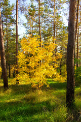 background autumn in the forest