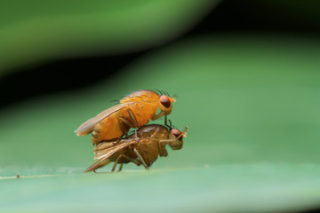 Fly in Thailand.
