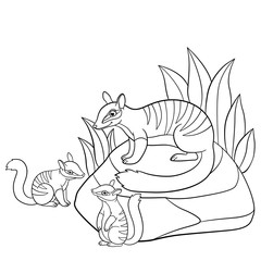 Coloring pages. Mother numbat with her babies.