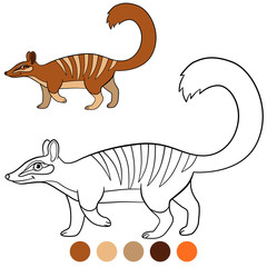 Coloring page. Little cute numbat walks.