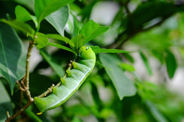 Green worm