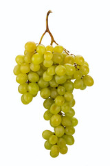 Trauben Weiß