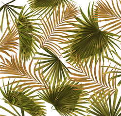 Green leaves of palm tree on white background