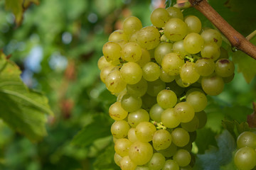 Grüne Weintrauben mit Wasserperlen