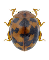 Beetle Subcoccinella vigintiquatuorpunctata on a white background