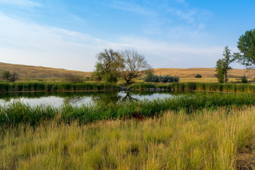 Early Morning Pond Landscape