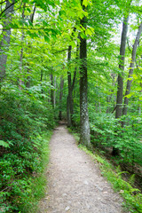 Obraz premium Forrest in upstate NYC