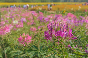 Obraz premium Field of Blooming Flowers