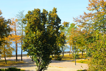 Beautiful trees in city park