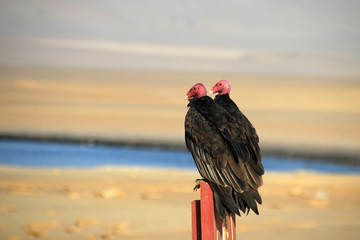 Two turkey vultures sitting on a post in the Paracas nature reserve in Peru © reisegraf